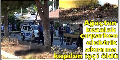 Ağaçtan kozalak çırparken elektrik akımına kapılan işçi öldü 