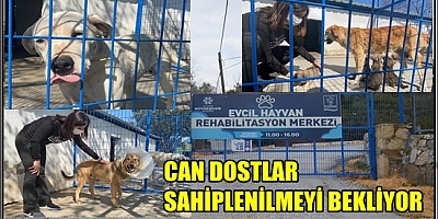 CAN DOSTLAR KUŞADASI REHABİLİTASYON MERKEZİ’NDE SAHİPLENİLMEYİ BEKLİYOR