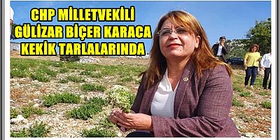 CHP GENEL BAŞKAN YARDIMCISI GÜLİZAR BİÇER KARACA KEKİK TARLALARINDA