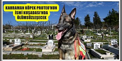 KAHRAMAN KÖPEK PROTEO’NUN İSMİ KUŞADASI’NDA ÖLÜMSÜZLEŞECEK 