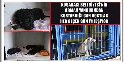 KUŞADASI BELEDİYESİ’NİN ORMAN YANGININDAN KURTARDIĞI CAN DOSTLAR HER GEÇEN GÜN İYİLEŞİYOR