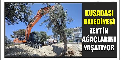KUŞADASI BELEDİYESİ ZEYTİN AĞAÇLARINI YAŞATIYOR