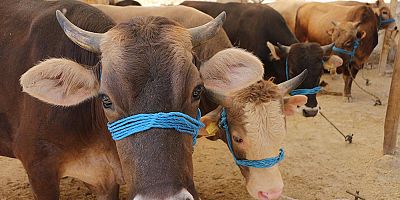 KUŞADASI'NDA KURBAN BAYRAMI HAZIRLIKLARI SÜRÜYOR