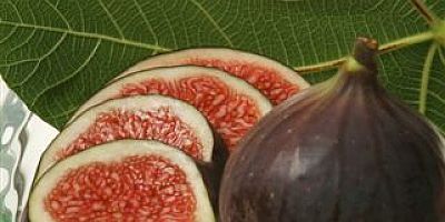 Lezzet deposu taze siyah incirin ihracat yolculuğu başladı  